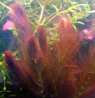 Myriophyllum brasiliensis